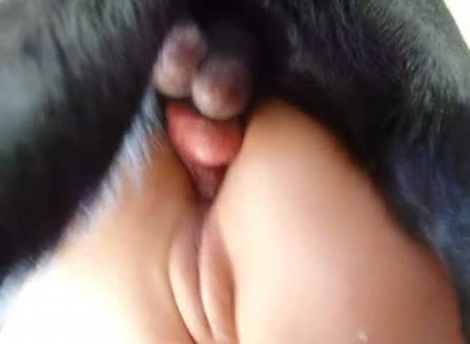 Video :Lady with beautiful fat pussy having dog anal sex